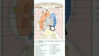 Coupe axiale du thorax T4 anatomy medecine science anatomie medicalstudent [upl. by Malvino]