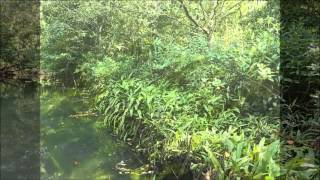 Cryptocoryne ciliata in Thailand 【DIscoveryPlanet】 [upl. by Nirret]