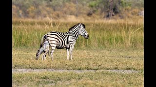 Leopard vs Warthog Mortal Combat In The Wild [upl. by Duff928]