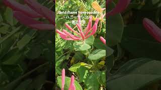 Lonicera periclymenumTrumpet Honeysuckleスイカズラの花붉은 인동 꽃말quot사랑의 인연quot 인동덩굴꽃 flower 식물이름 花の名前 [upl. by Anitsyrhk]