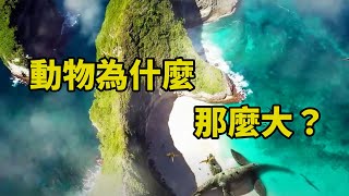 【生物】現存最大的各種動物賞析，從單細胞到藍鯨丨萬物深藍 [upl. by Nyllaf]