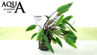 Aquascaping Lab  CRYPTOCORYNE Aquatic Plant technical description and management all varieties [upl. by Suiram]