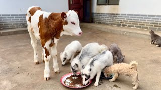 Can you believe it A calf 🐮 is protecting a group of foxes 🦊 and puppies 🐶 🥰❤❤❤❤ [upl. by Dilan643]