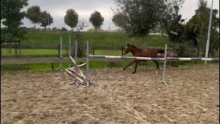 Monchou van het Oosterhof mindset es x banagro m x jokinal de bornival [upl. by Reube]