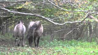 Foal and stallion dad playing  Konik horses [upl. by Carbo]