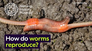 How do worms reproduce  Surprising Science [upl. by Aikyt]