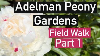 Adelman Peony Gardens field walk with names Pt 1 peonies gardening paeonia flowers perennial [upl. by Zerk]