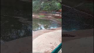 Crocodile Park in Baluarte Zoo Vigan shorts shortsvideo vigan zoo crocodilepark crocodile [upl. by Funk144]