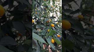 November Kumquats are ripening turkey nature fethiye travel nature kumquat november [upl. by Anaihsat]