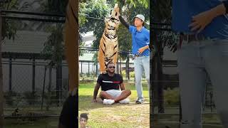 tiger lion animals wildlife pets music dance love song dancer [upl. by Yllaw447]