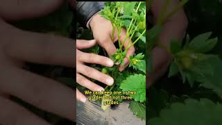 4 key points when growing strawberries gardening farming strawberry gardeningtips [upl. by Llednahc]