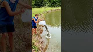 Dumping hundreds on bream into the pond fishing shimano country [upl. by Courtland]