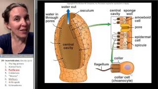 Poriferans Biology Course [upl. by Anol]