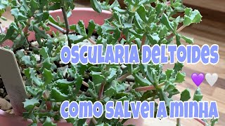 Suculenta Oscularia Deltoides  Dicas de Cultivo [upl. by Durgy358]