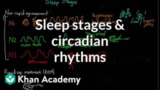 Sleep stages and circadian rhythms  Processing the Environment  MCAT  Khan Academy [upl. by Essie]