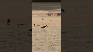 Bartailed Godwit SandpipersBird photographyQatar shorts [upl. by Adle917]