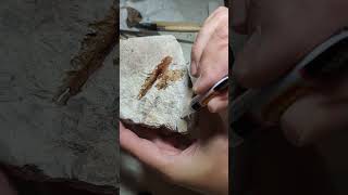 Conserving glossopteris fossil with super glue [upl. by Wittie324]