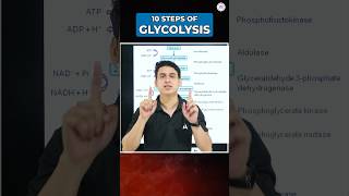 🔴10 STEPS OF GLYCOLYSIS ytshortsfeature shortsfeed neet2024 youtubeshorts sankalpbharat [upl. by Ellegna]