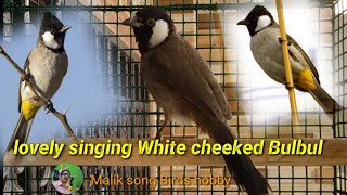 How Bird singing white cheeked bulbul [upl. by Eraste362]