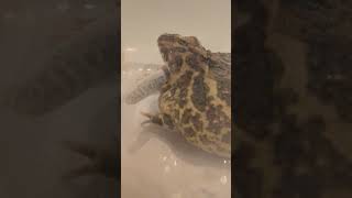 Pacman Frog Feeding Clip [upl. by Ybocaj]