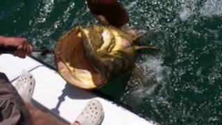 Huge Grouper Caught by Cape Coral Man [upl. by Plusch]