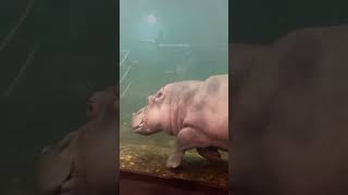 Can hippos swim 🦛 Facts about Hippopotamus shorts [upl. by Vano]