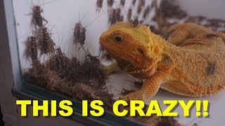 1000 Crickets VS 10 Bearded Dragons  ThanksGiving Treat [upl. by Shermie]