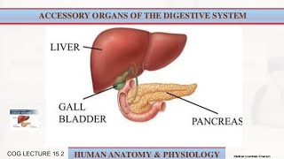 Accessory Organs of Digestive System Anatomy and physiology  Lecture 23 [upl. by Edras]