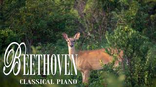 Beethoven  Sonatina in G Major  Moderato Anh 5 [upl. by Ruphina]