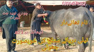 نیلی دریائے ستلج کی خوبصورت جھوٹی برائے فروخت رابطہ نمبر 03004576252 Okara Animal Tv 242024 [upl. by Ettolrahc]