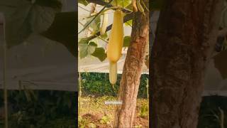 Result of natural farming farmstay natural food latestnews [upl. by Remus220]