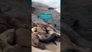 Adorable Sea Lions in San DiegoLa Jolla Cove 🦭 Can You Tell If It’s a Sea Lion or a Seal [upl. by Waterman775]