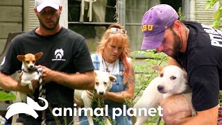 Rescue Mission for Dogs Abandoned After Owners Death  Pit Bulls amp Parolees  Animal Planet [upl. by Ekrub902]