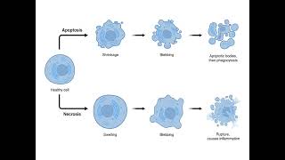 NECROSIS  CAUSES  PROCESS  PHYSIOLOGY  IN TAMIL  SARATH LECTURES [upl. by Syned]