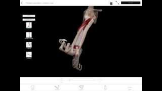 LearnVisible Body  Forearm Pronation and Supination [upl. by Ahsinaw]