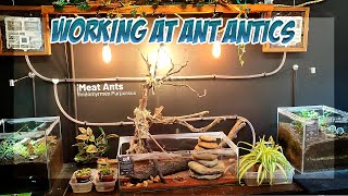 Working at ANT ANTICS ants antkeeping [upl. by Aneeuq479]