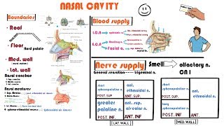 Anatomy Of Nasal Cavity [upl. by Gillespie]