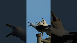 Seagull sounds seagulls bird part 1 [upl. by Nodgnal]