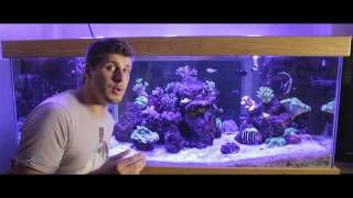 Part 2 Controlling phosphates In A Reef Aquarium [upl. by Nevin]