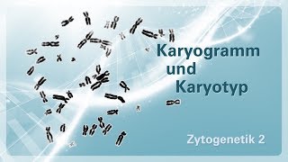 Zytogenetik 02 – Karyogramm und Karyotyp [upl. by Kunin]