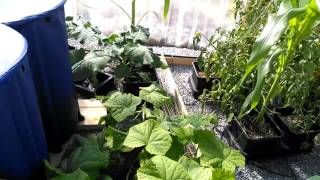 Cucumber in Autopots with Biotabs [upl. by Ainet]