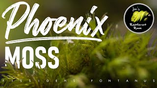 How To Attach amp Care For Phoenix Moss Fissidens Fontanus [upl. by Nwahsid]