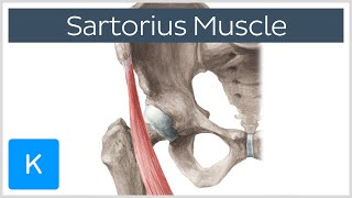 Sartorius Muscle  Origin Insertion Innervation amp Actions  Anatomy  Kenhub [upl. by Nosemaj194]