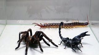 Poison Scorpion Tarantula Centipede [upl. by Assir]