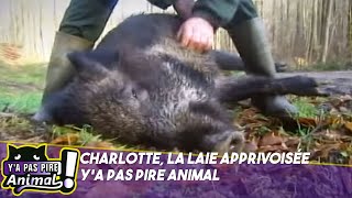 Charlotte le sanglier apprivoisé 🐗  Ya pas pire animal [upl. by Mchail69]