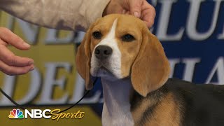 National Dog Show 2023 Hound Group Full Judging  NBC Sports [upl. by Nylcaj]