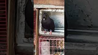 Top quality high flyer pigeon highflyer pigeon shortvideo topqualitypigeons viralvideo [upl. by Aihseyn]