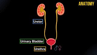 Ureter Urinary Bladder amp Urethra Structures amp Walls  Urinary System Anatomy [upl. by Mercado470]