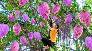 Harvesting Giant Purple Soursop Fruits goes to market sell  Growing fruit trees  Harvest DailyLife [upl. by Ellinger796]