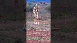 Lion hunt giraffe [upl. by Johnny]